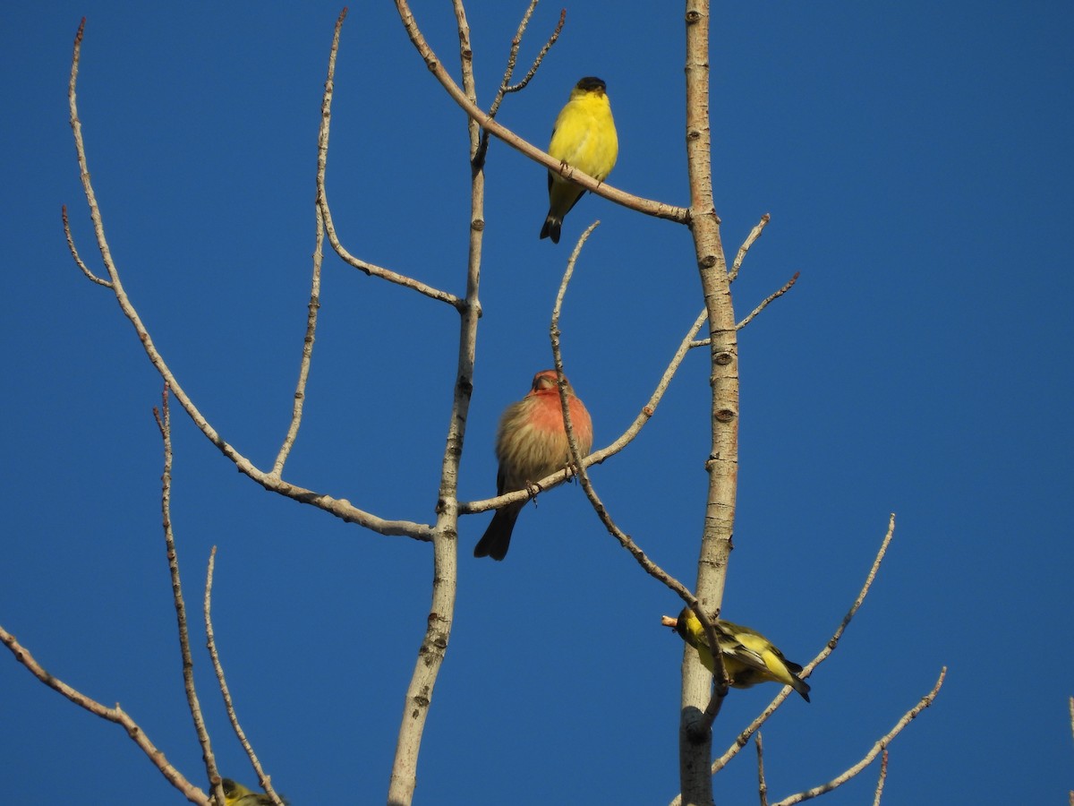 House Finch - ML647867078