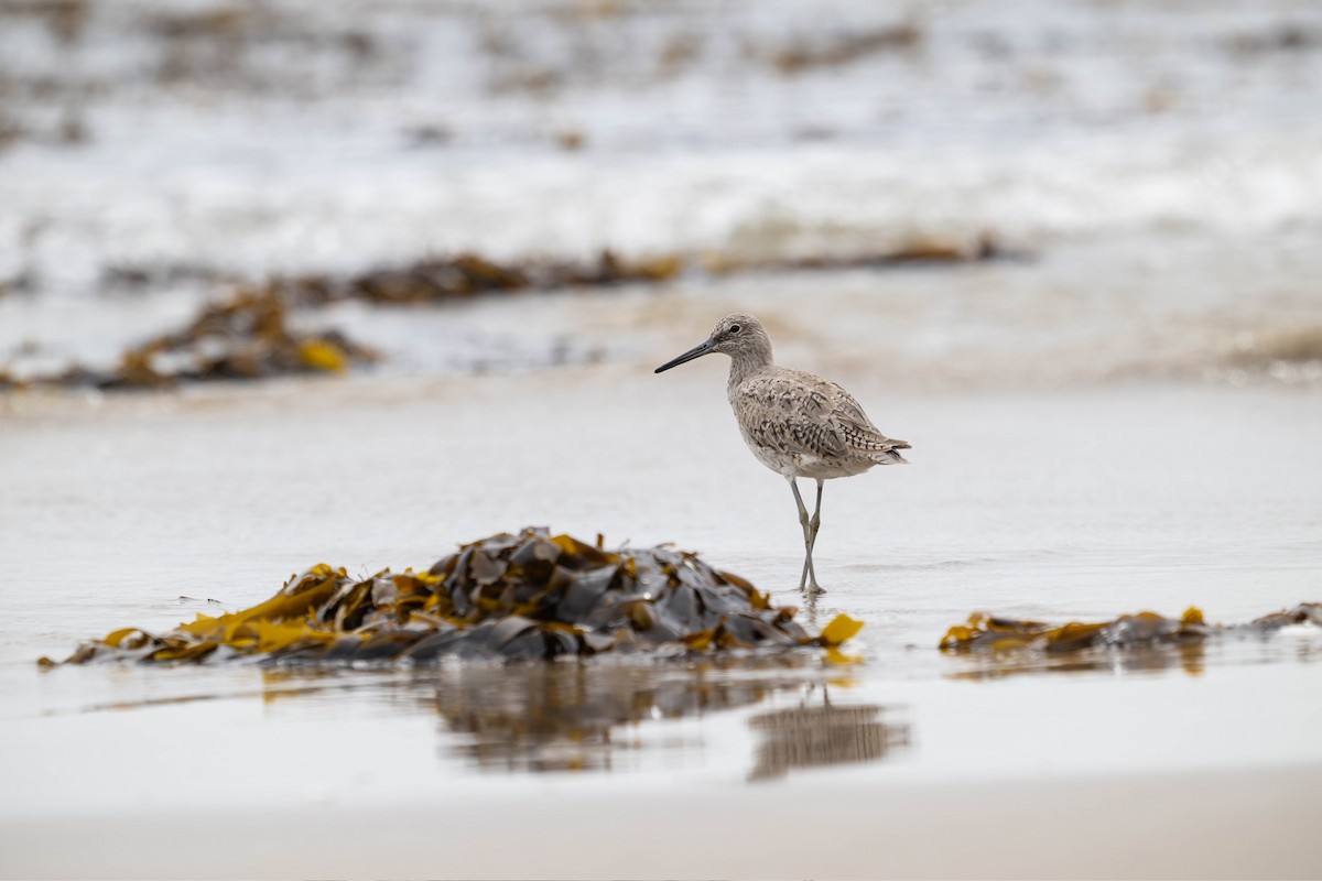 בבואן קרום-אצבעות - ML647867081