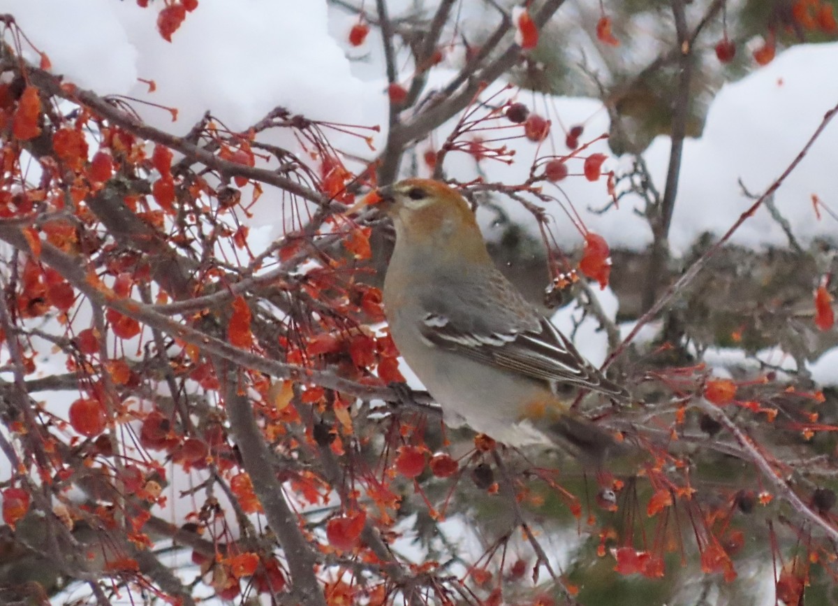 פתיאלי אורנים - ML647867082