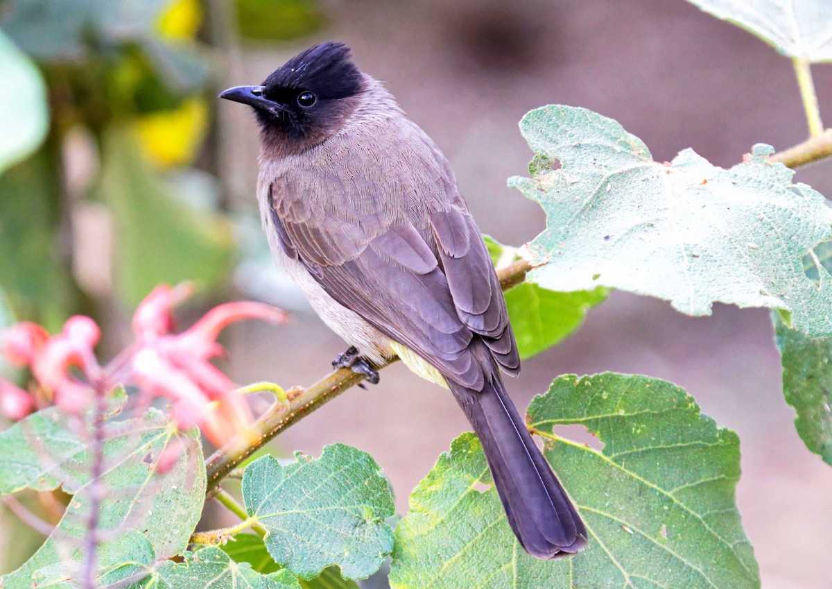 Common Bulbul (Dark-capped) - ML647867083