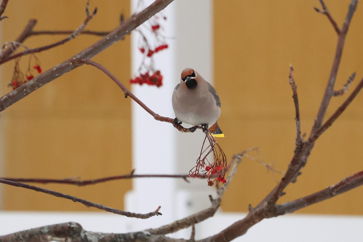 ציצנית - ML647867084
