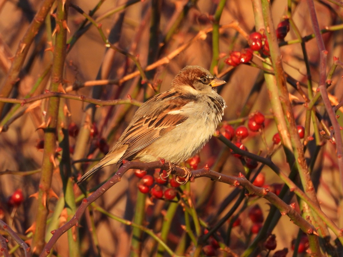 דרור הבית - ML647867086