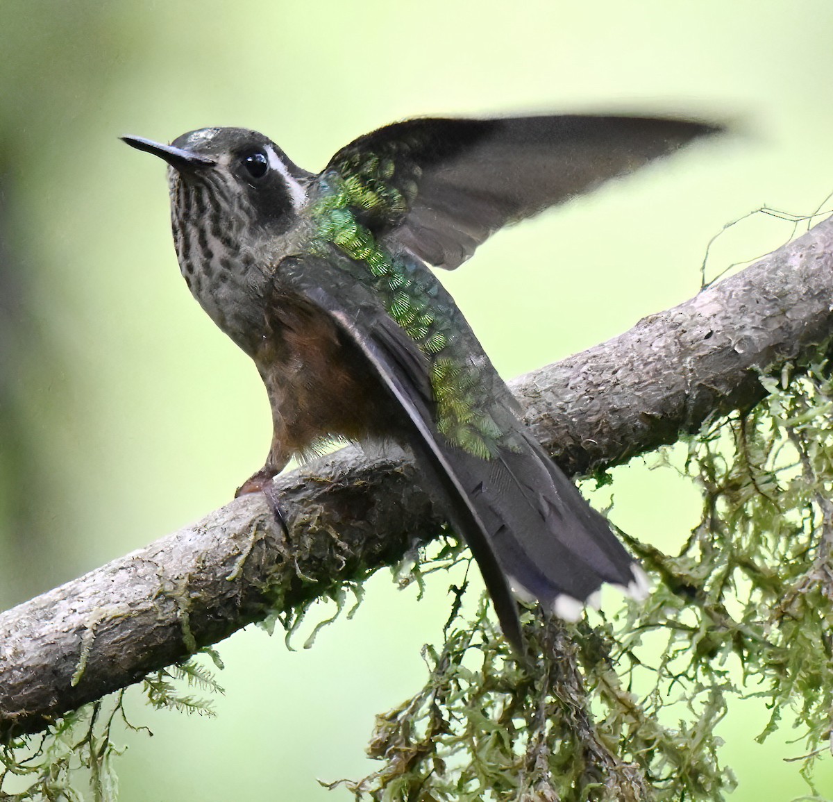Speckled Hummingbird - ML647867087