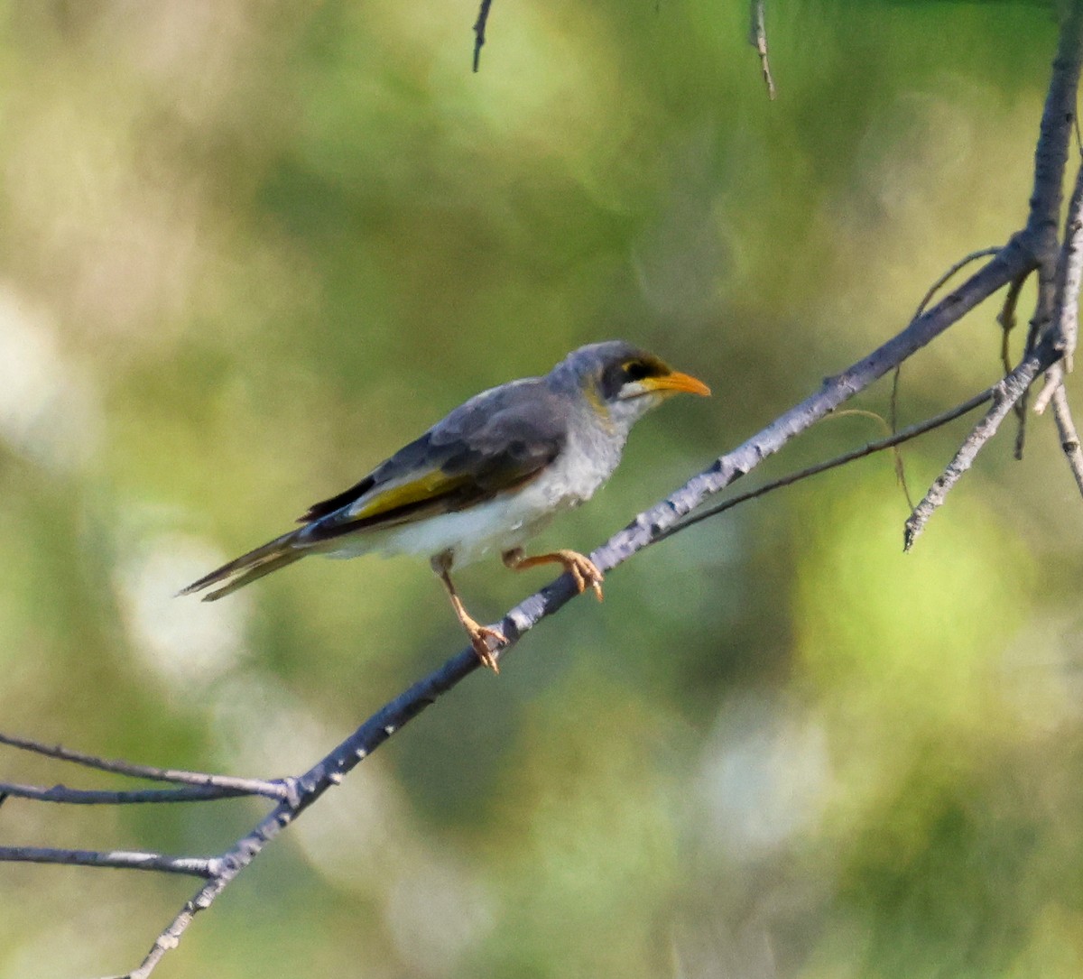 Yellow-throated Miner - ML647867089