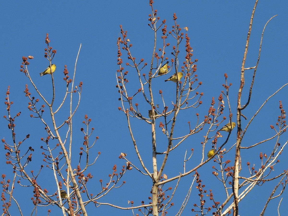 Lesser Goldfinch - ML647867090