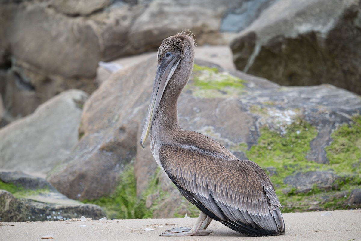 שקנאי חום - ML647867091