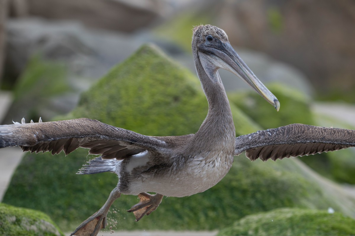 שקנאי חום - ML647867093