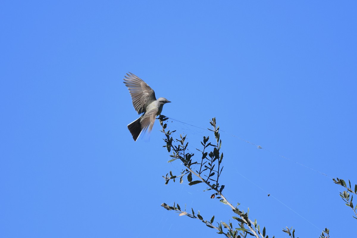 Западный тиранн - ML647867112