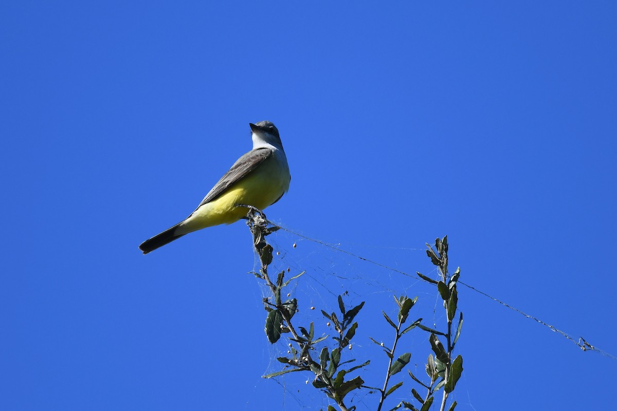 Западный тиранн - ML647867113