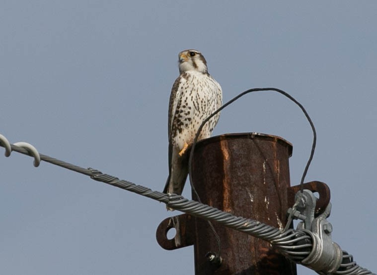Prairie Falcon - ML647867133