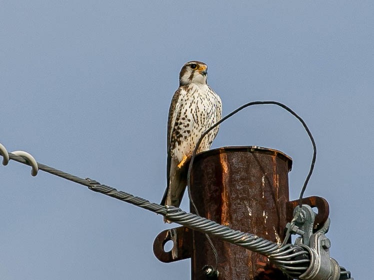 Prairie Falcon - ML647867134