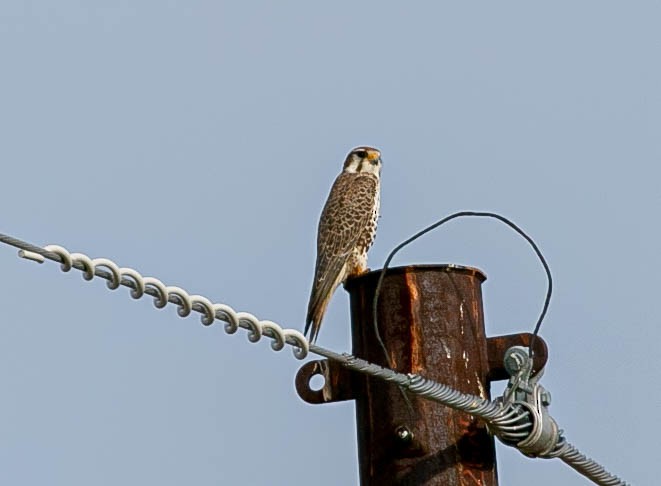 Prairie Falcon - ML647867135