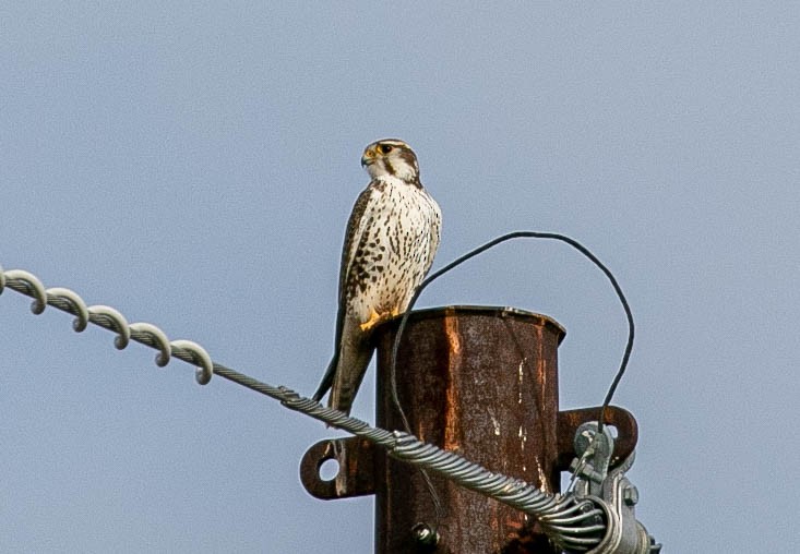 Prairie Falcon - ML647867136