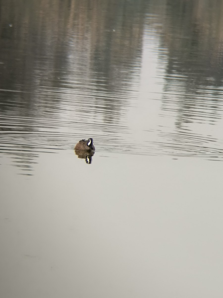 Blue-winged Teal - ML647867141