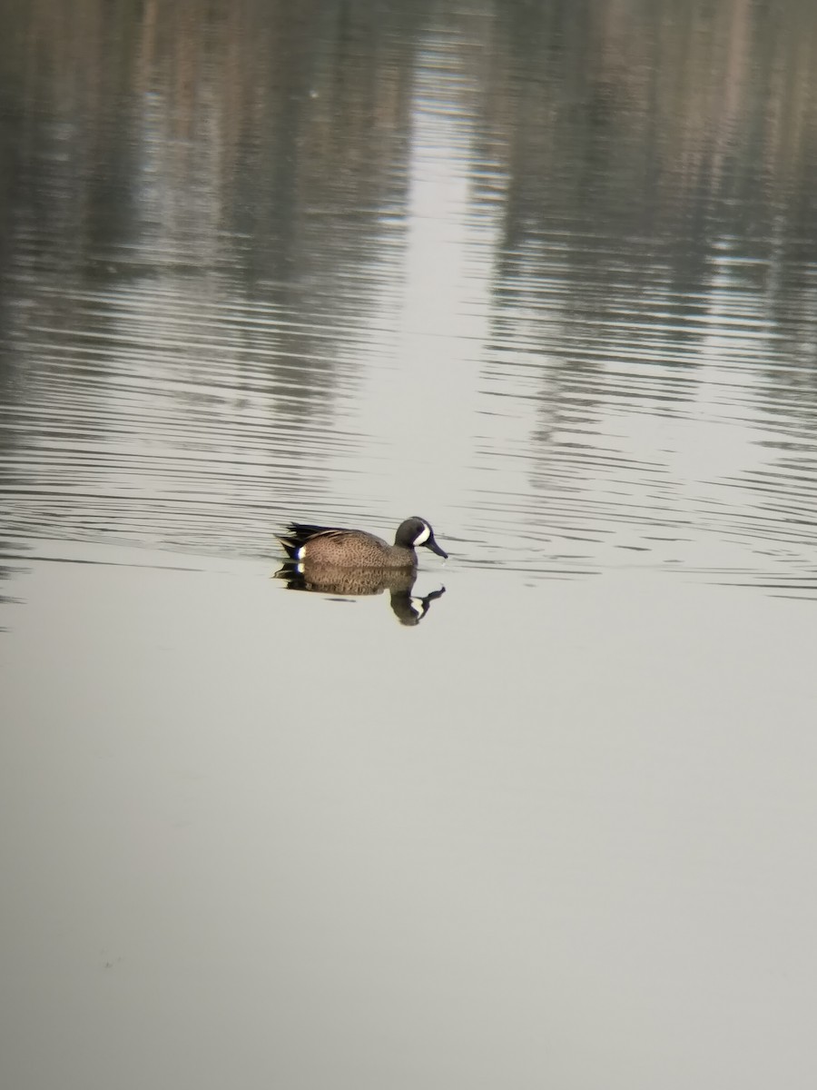 Blue-winged Teal - ML647867142