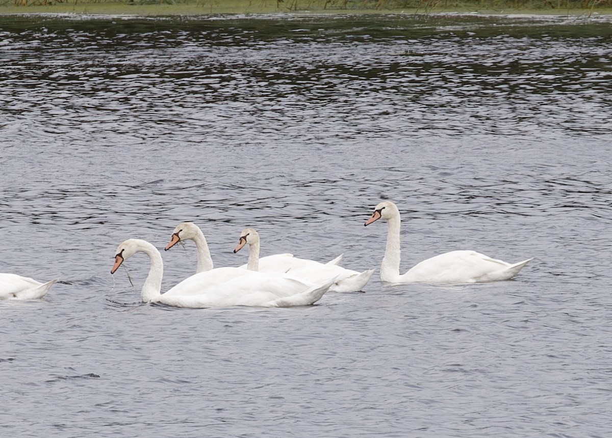 Mute Swan - ML647867143