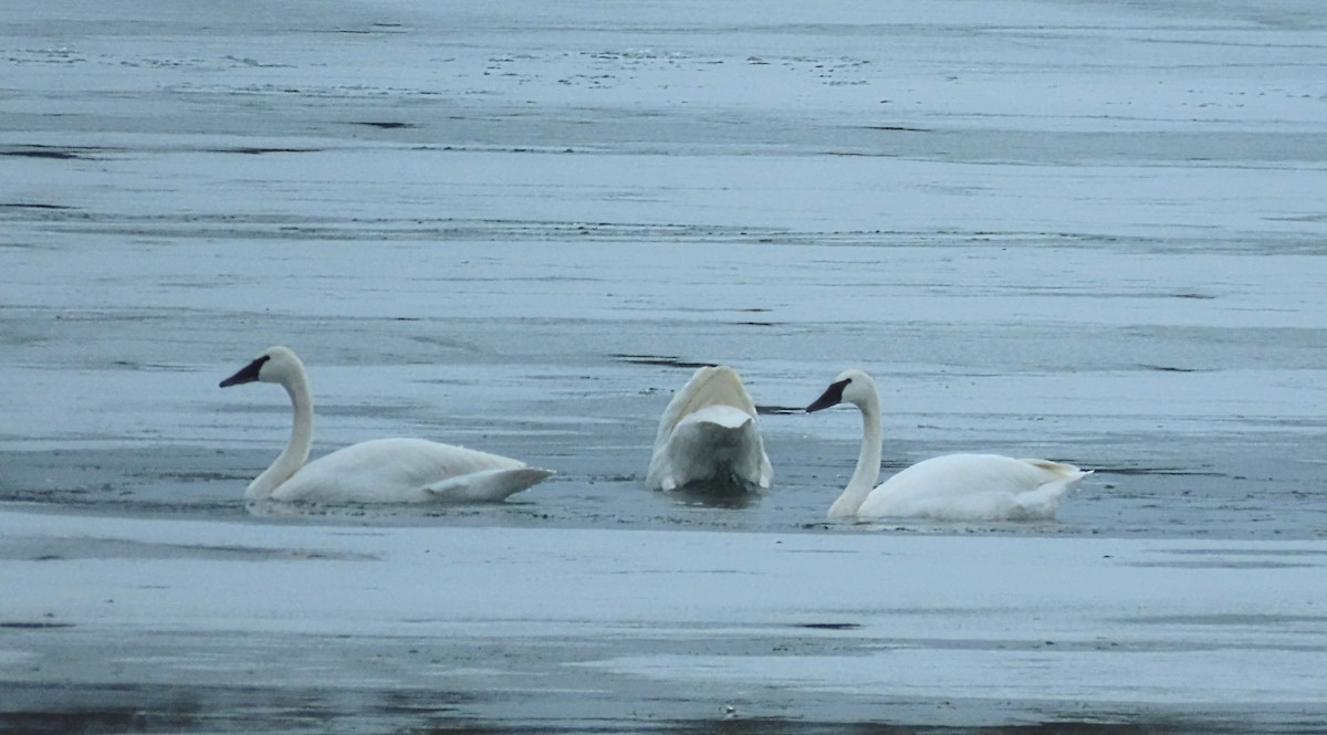 Trumpeter Swan - ML647867146
