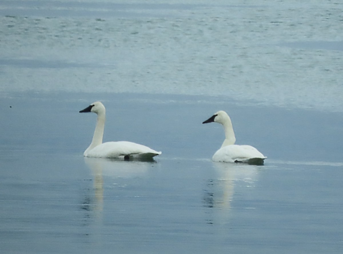 Trumpeter Swan - ML647867147