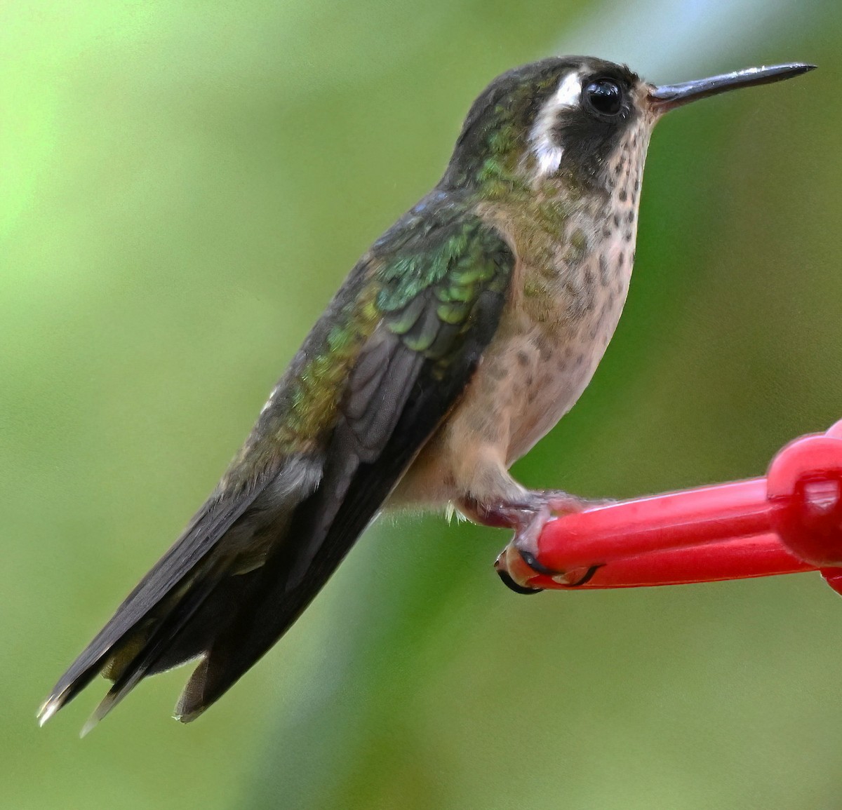 Speckled Hummingbird - ML647867148