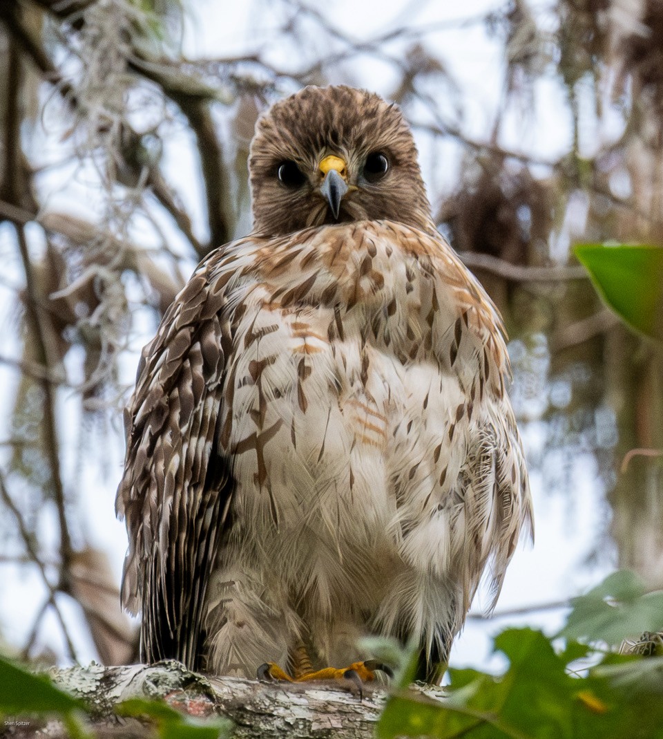 Red-shouldered Hawk (lineatus Group) - ML647867149
