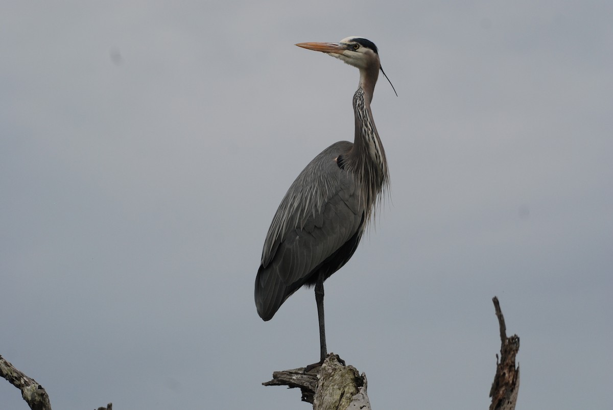 Great Blue Heron - ML647867152