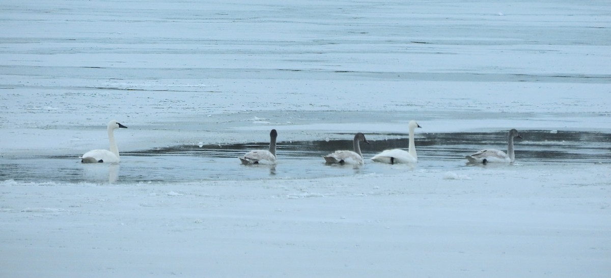 Tundra Swan - ML647867154