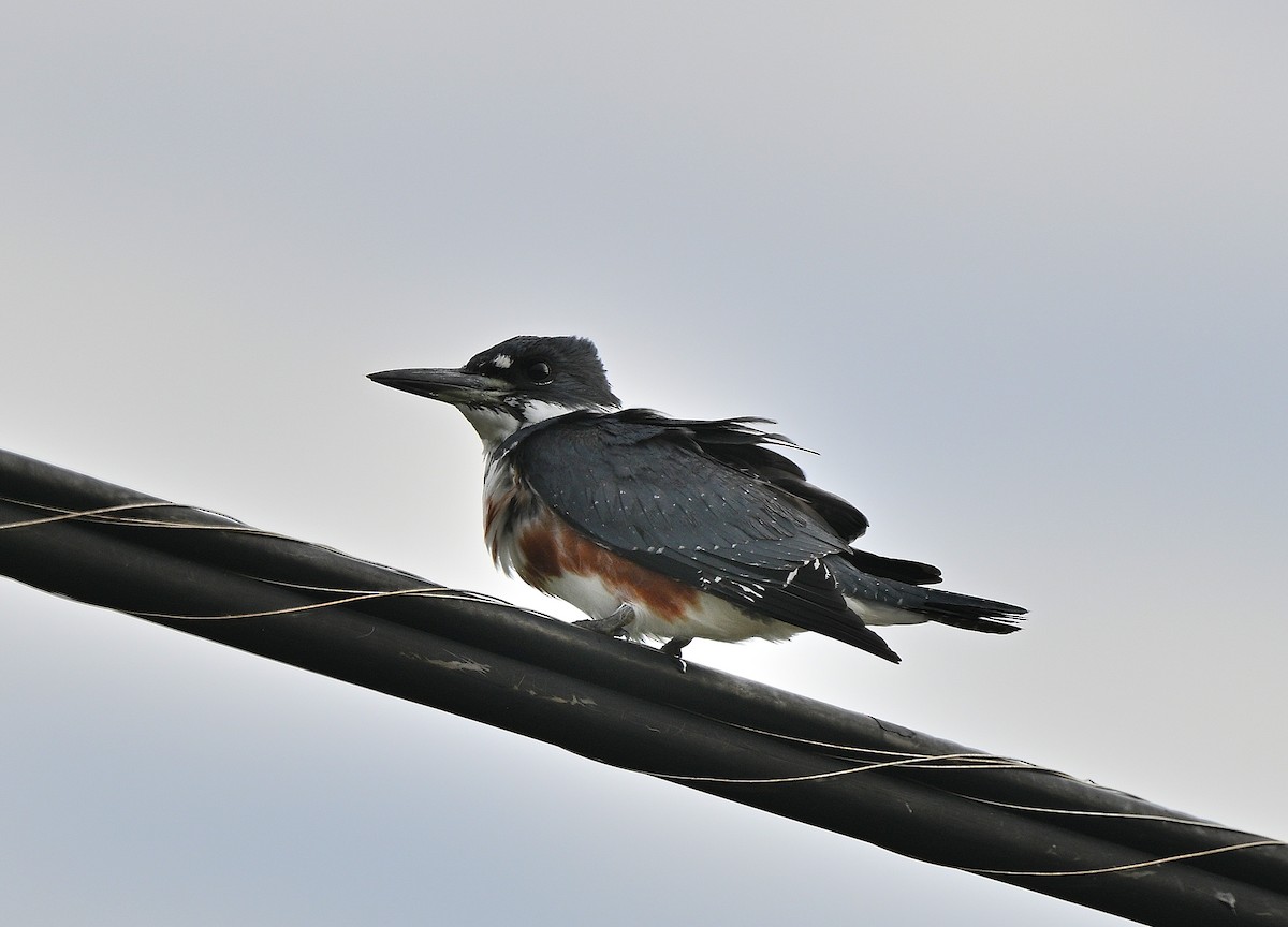 Belted Kingfisher - ML647867156