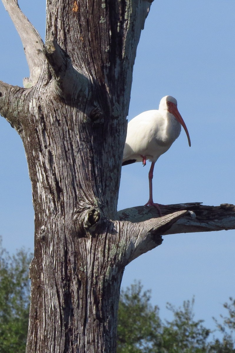 White Ibis - ML647867157
