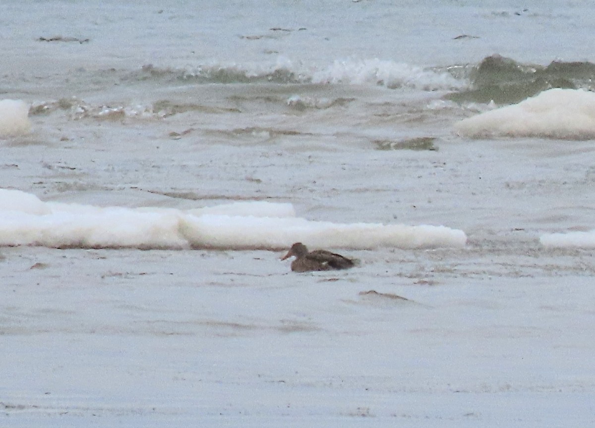 Northern Shoveler - ML647867158