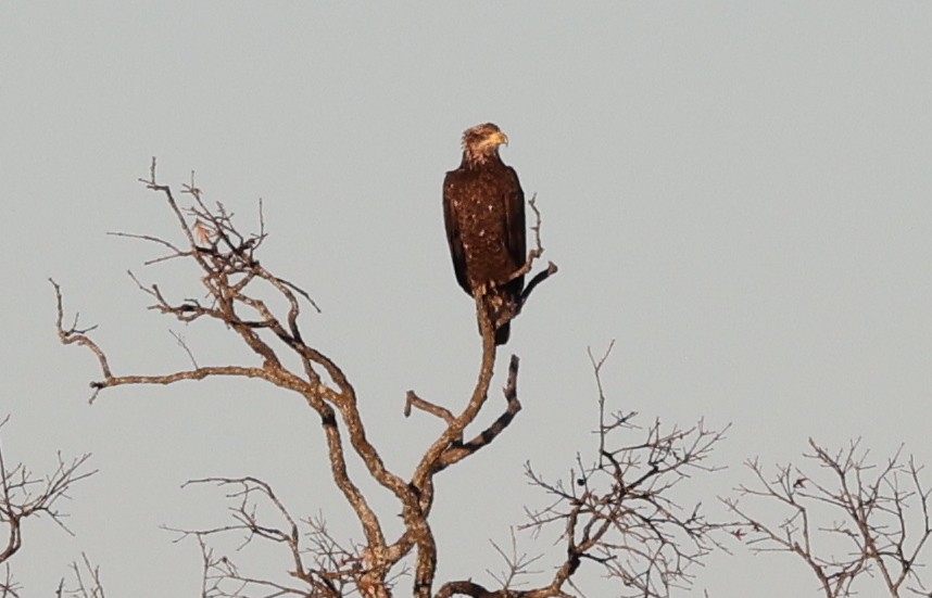 Bald Eagle - ML647867159