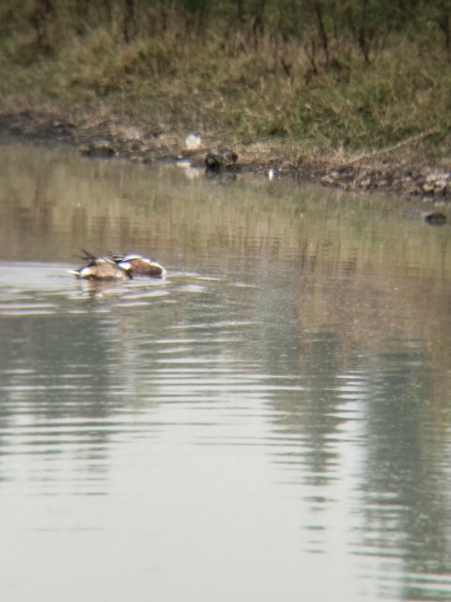 Northern Shoveler - ML647867160