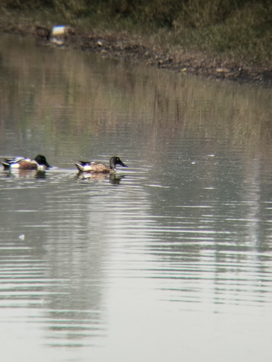 Northern Shoveler - ML647867161