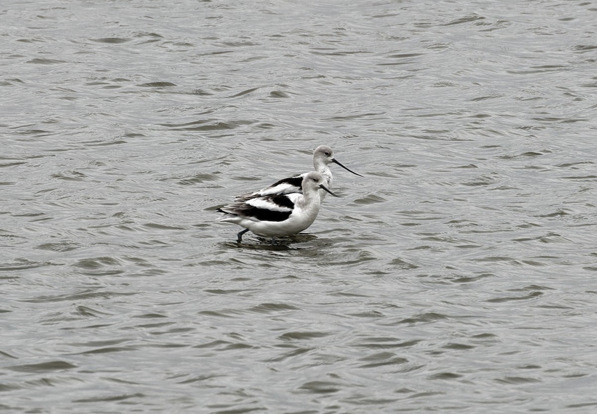 American Avocet - ML647867162
