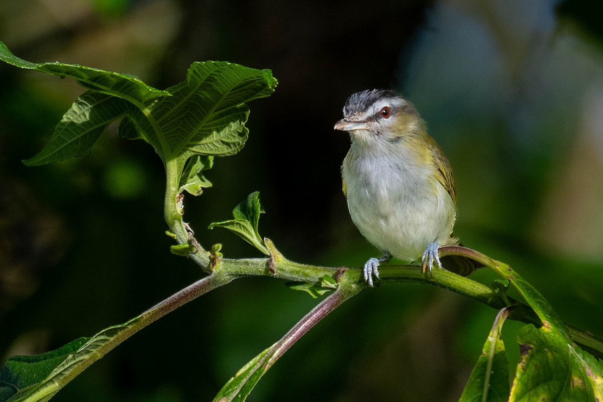 Chivi Vireo - ML647867163