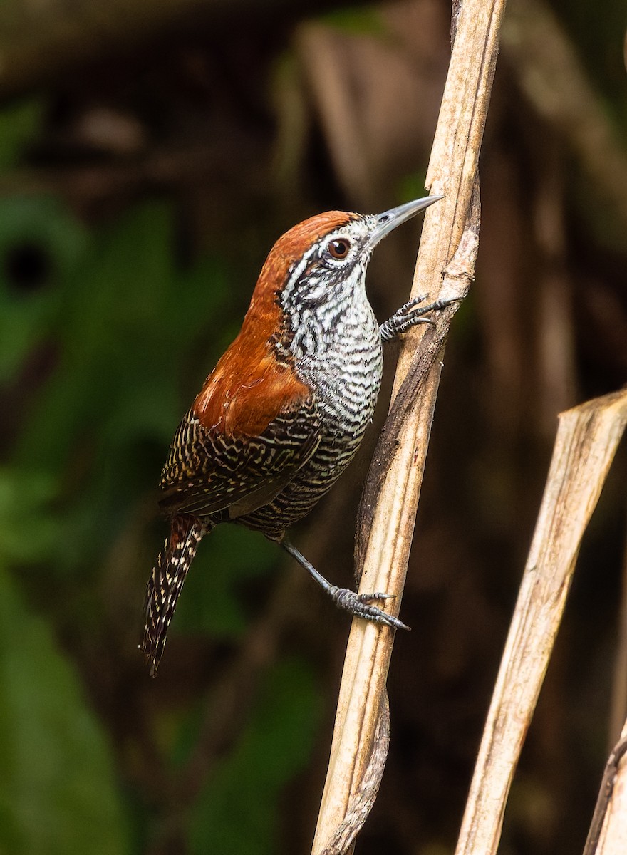 Riverside Wren - ML647867164