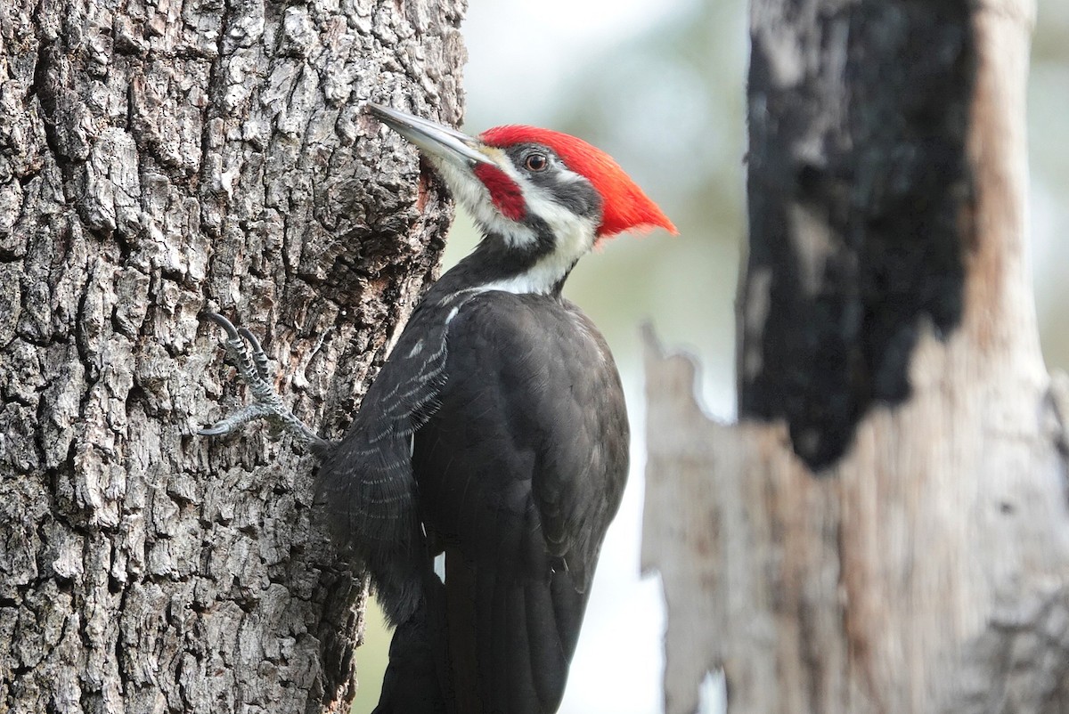 Pileated Woodpecker - ML647867165
