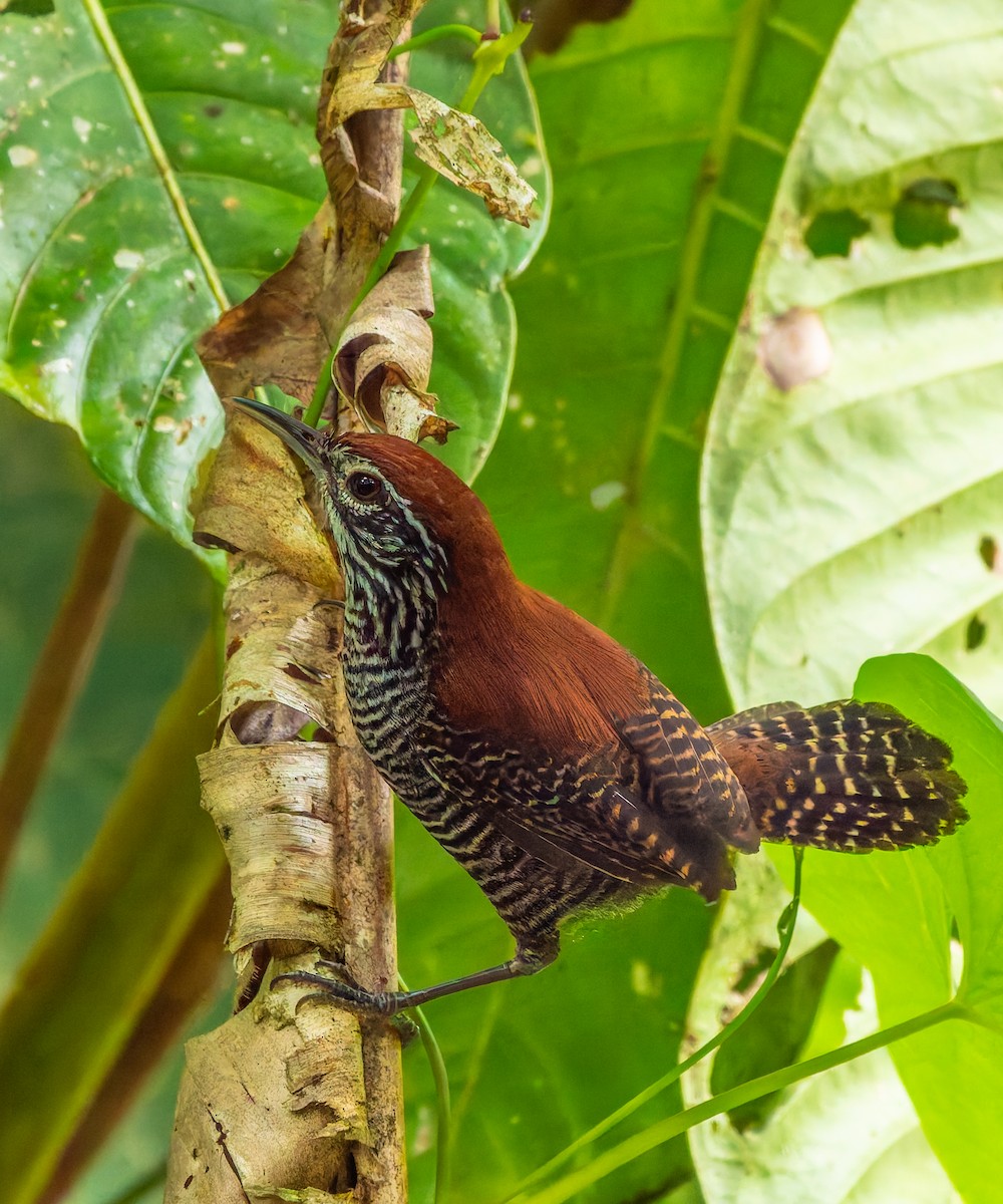 Riverside Wren - ML647867166