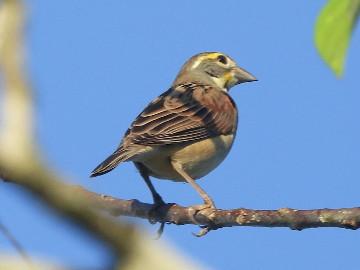 Dickcissel - ML647867167