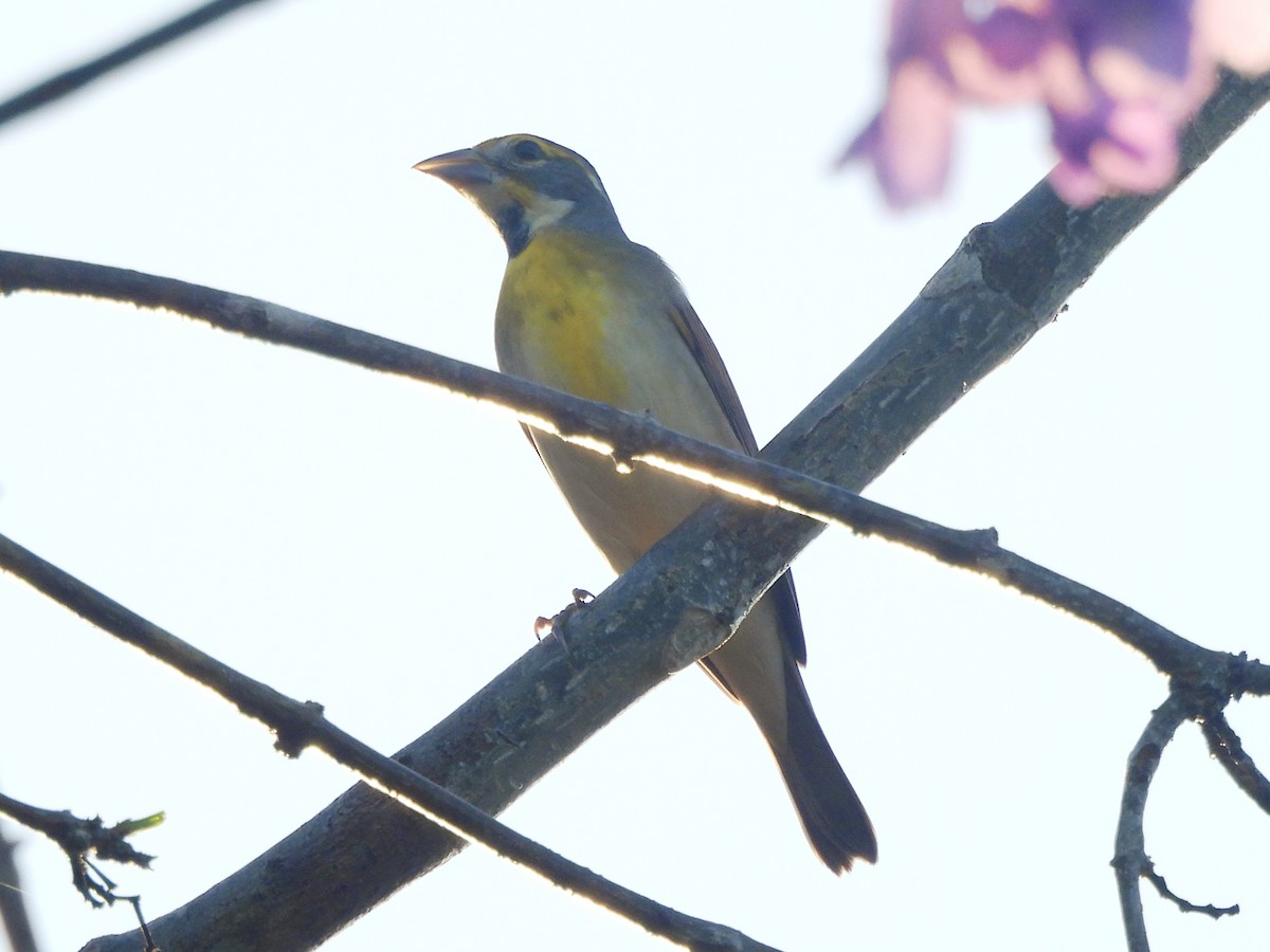 Dickcissel - ML647867168
