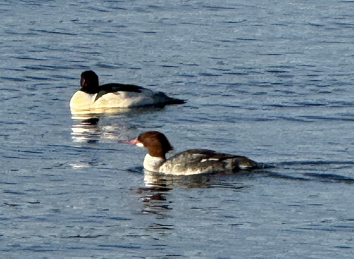 Common Merganser - ML647867170