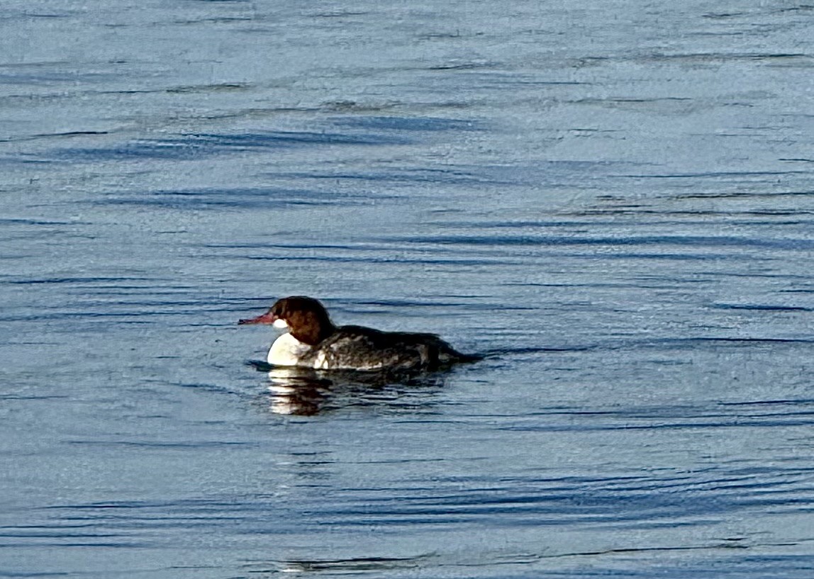 Common Merganser - ML647867171