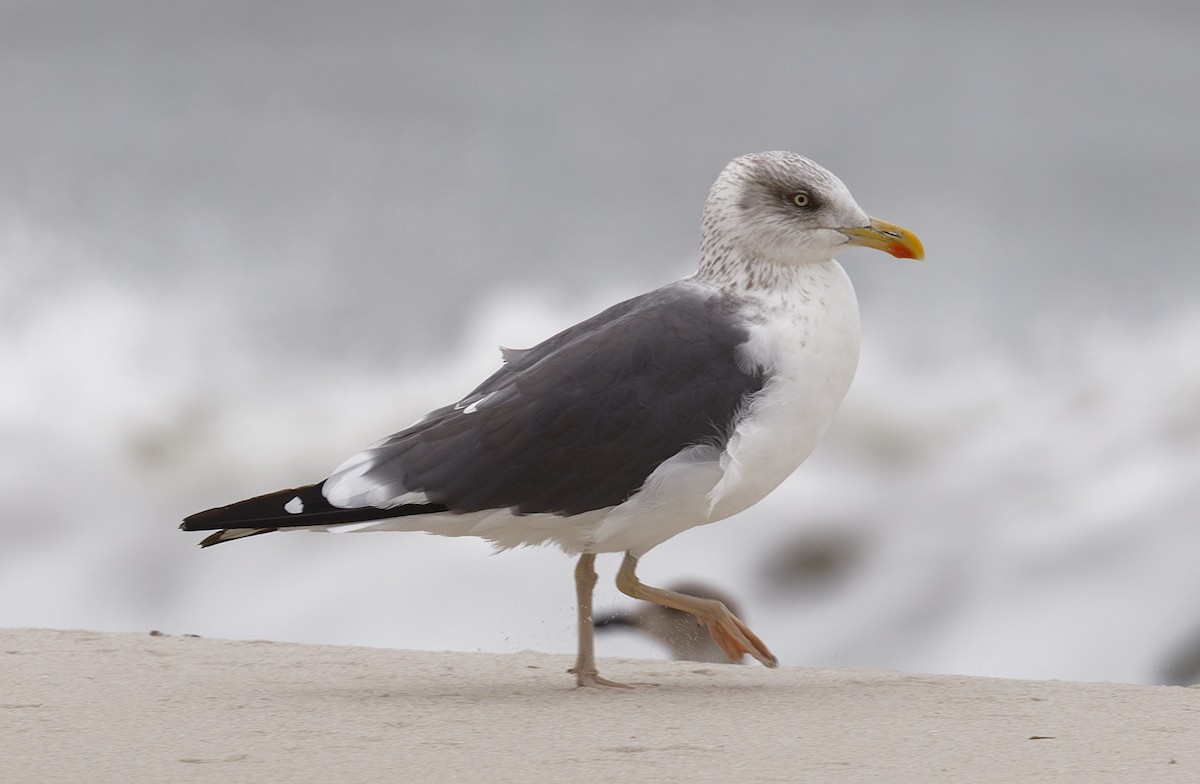 Lesser Black-backed Gull - ML647867175