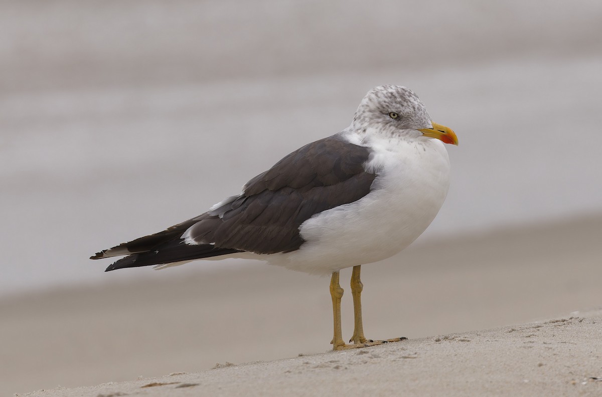Lesser Black-backed Gull - ML647867176