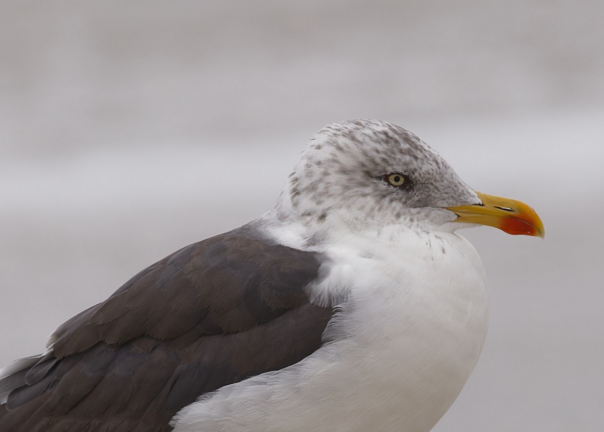 Lesser Black-backed Gull - ML647867177