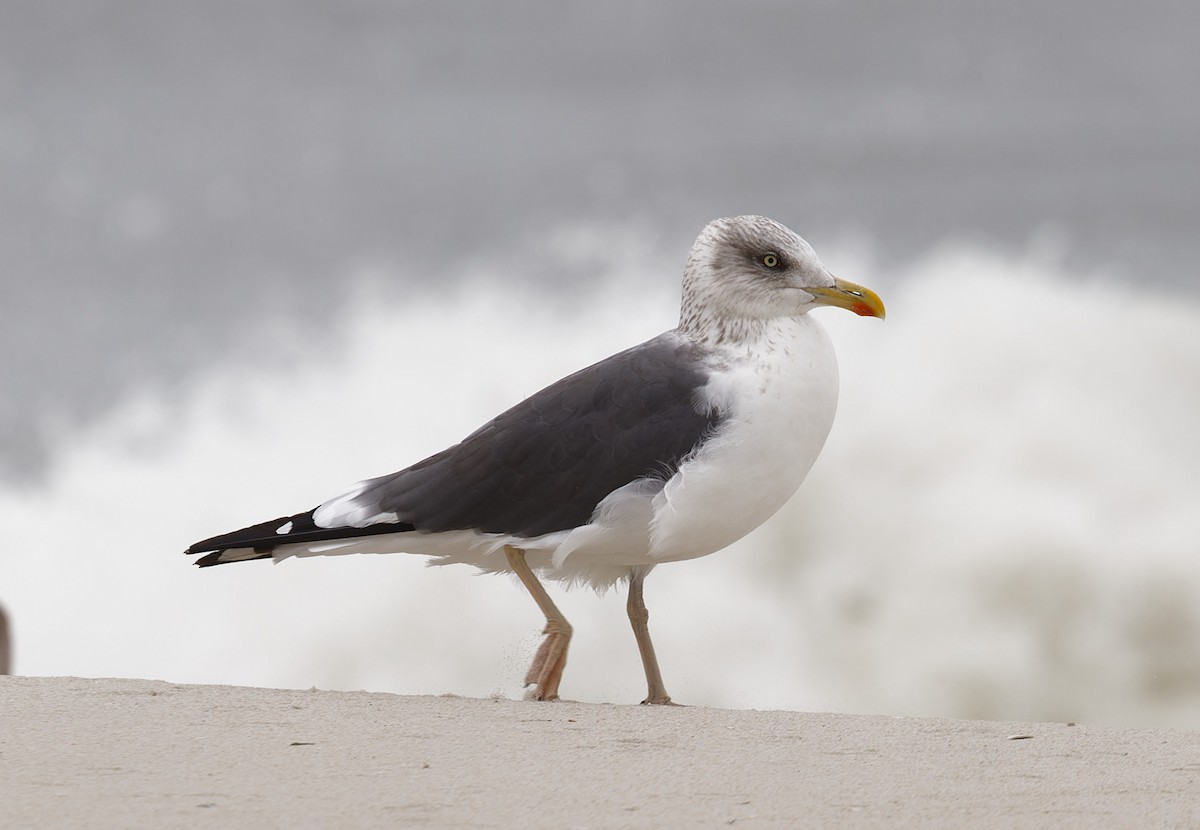 Lesser Black-backed Gull - ML647867178