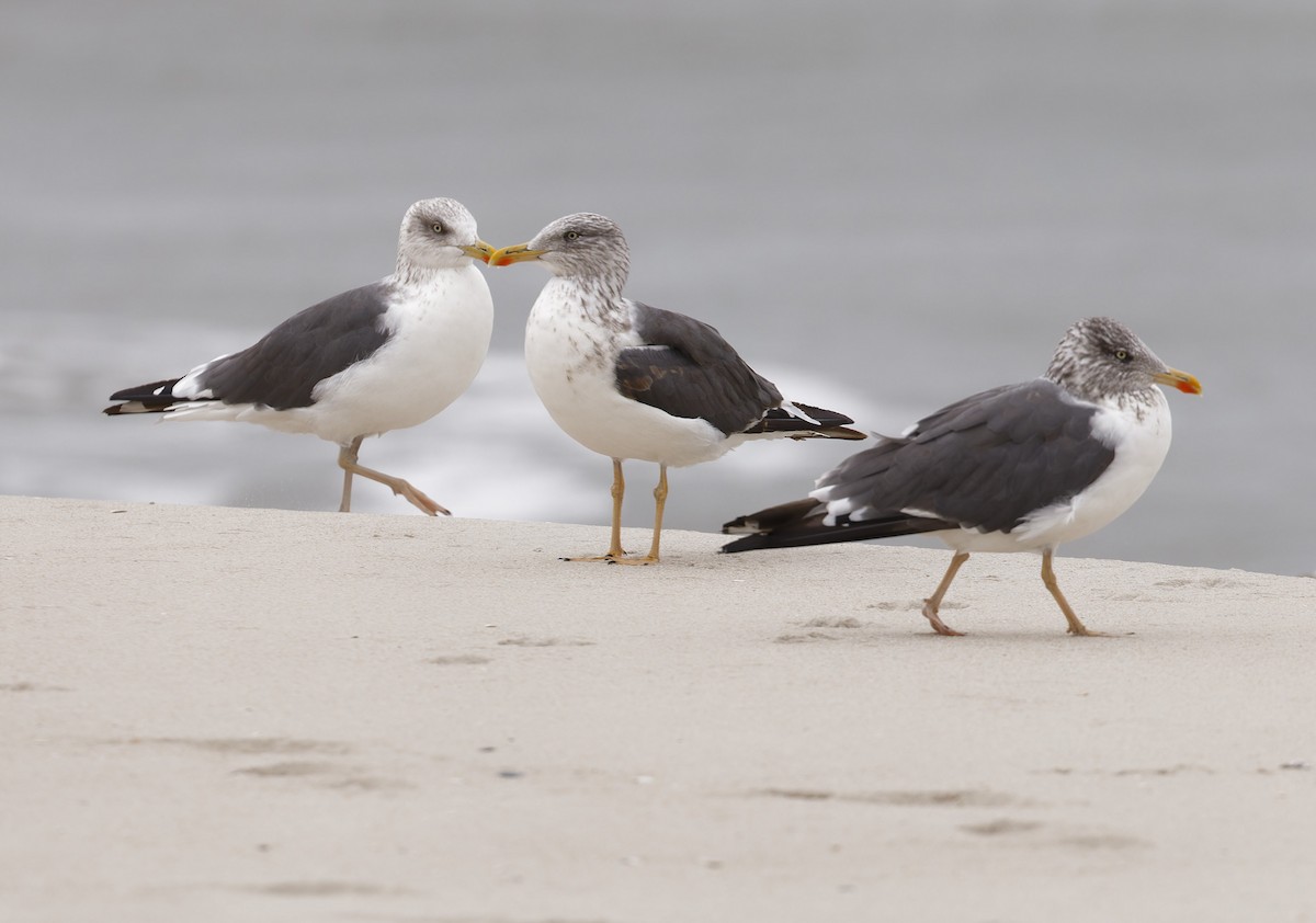Lesser Black-backed Gull - ML647867179