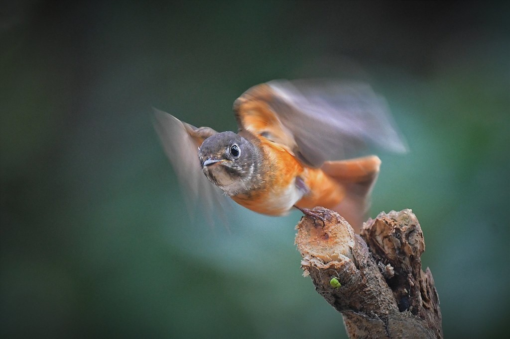 Ferruginous Flycatcher - ML647867203