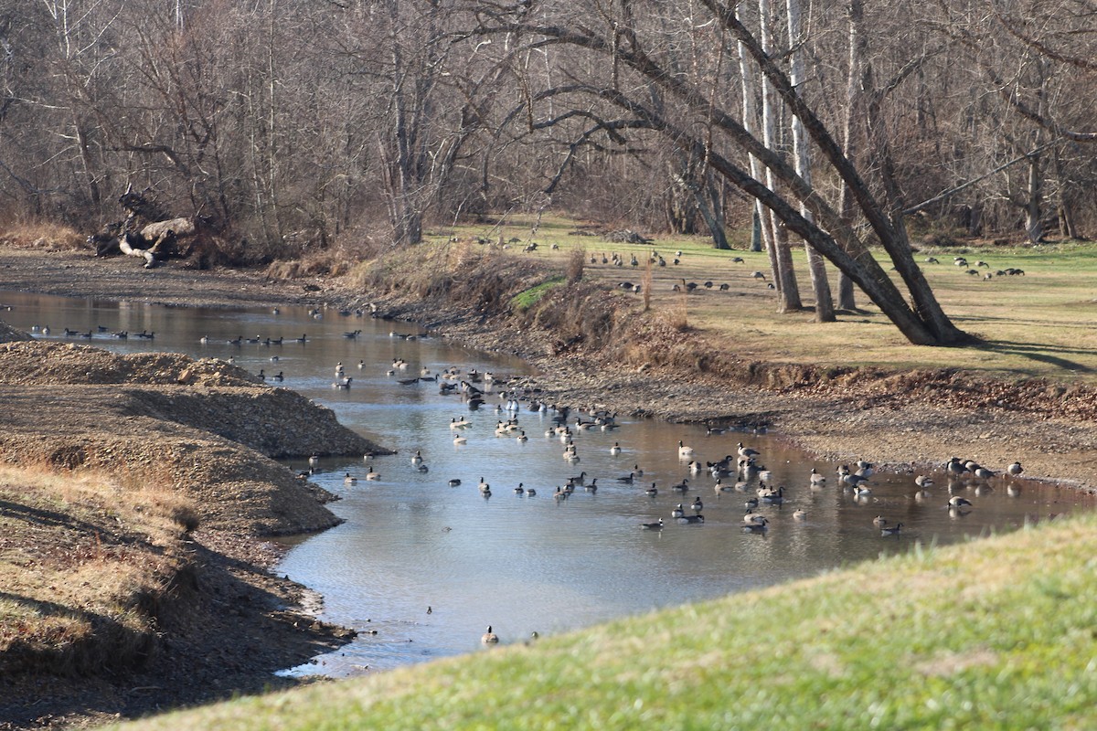 Barnacla Canadiense Grande - ML647867210