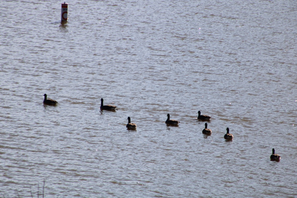 Barnacla Canadiense Grande - ML647867211