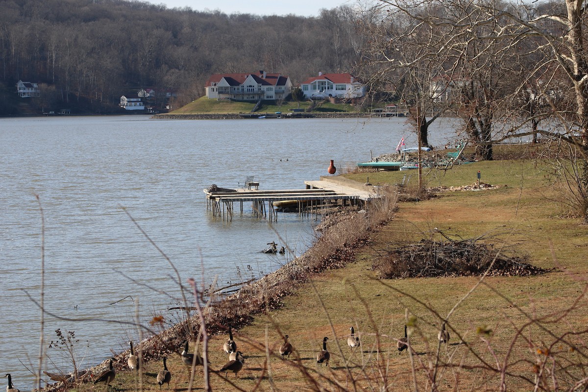 Barnacla Canadiense Grande - ML647867212